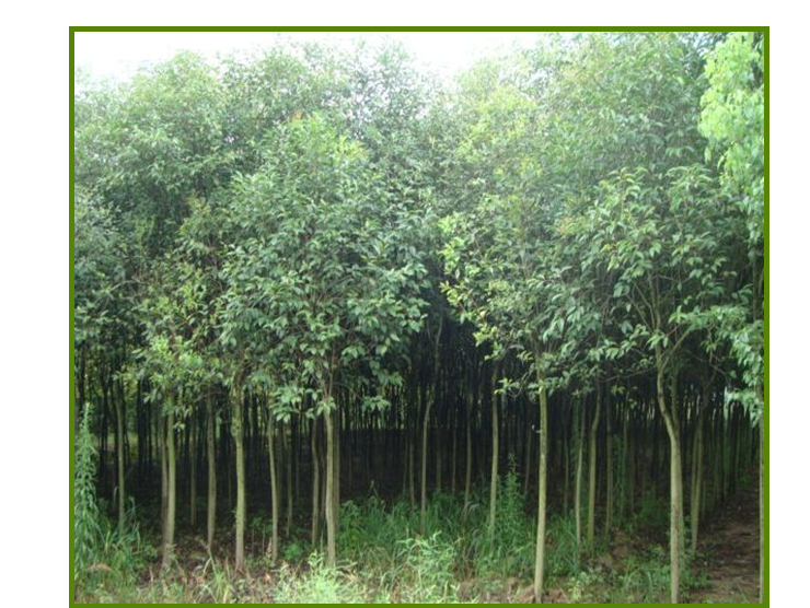 河北大葉女貞 高桿叢生大葉女貞 錦林花木