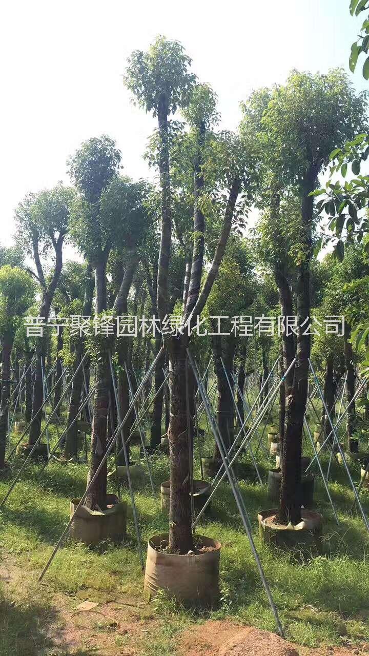 普寧香樟_基地直銷_廣東普寧_基地直銷 一手貨源，農(nóng)戶*?；刂变N 一手貨源，農(nóng)戶*。香樟基地直銷