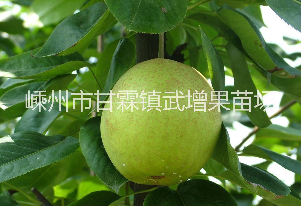 浙江翠冠梨苗 供應(yīng)翠冠梨苗紹興 嵊州翠冠梨苗批發(fā) 浙江翠冠梨苗哪家好