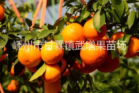 蜜柚 紅肉蜜柚苗批發(fā) 采購嵊州紅肉葡萄苗 嵊州紅肉蜜柚苗種植基地