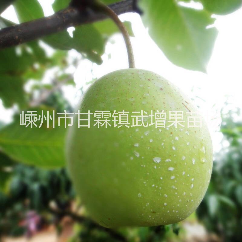 翠玉梨 嵊州翠玉梨苗價格 嵊州直銷翠玉梨苗 翠玉梨苗種植基地