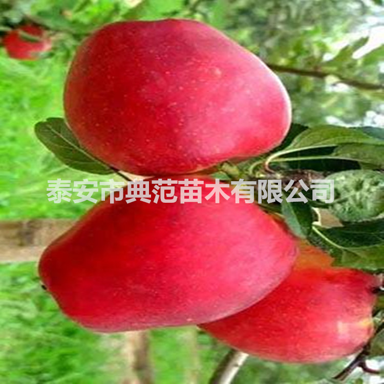 魯麗蘋果苗價格 魯麗蘋果樹苗品種介紹