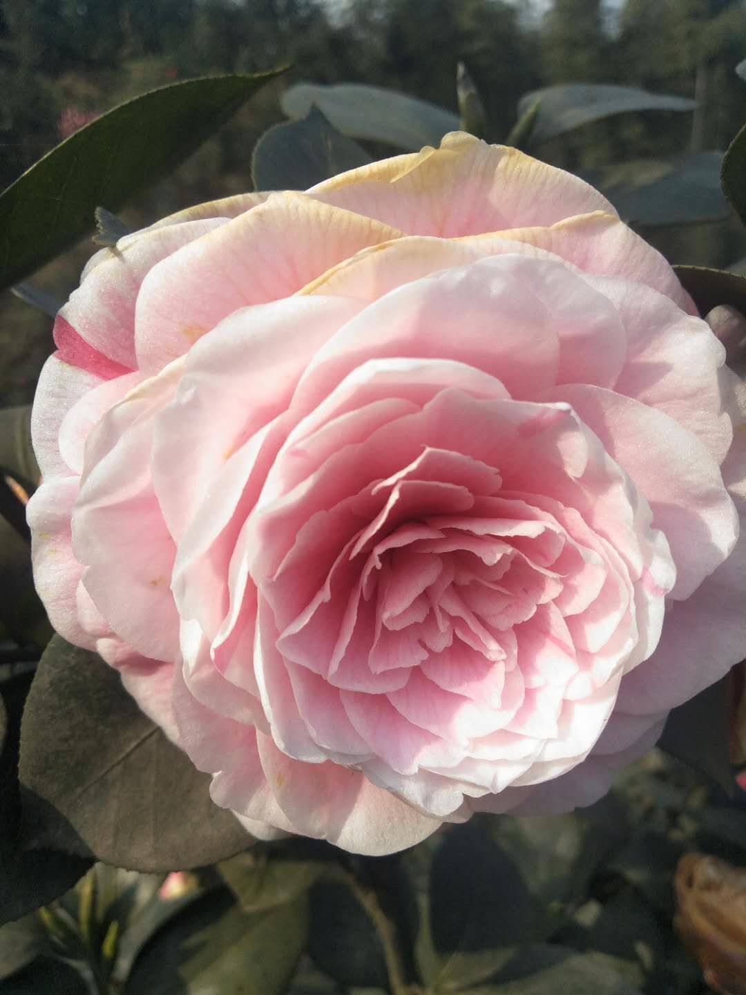 茶花苗 茶花苗多少錢(qián) 茶花苗供應(yīng)商
