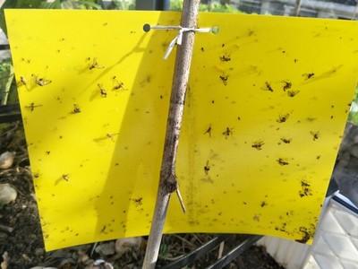誘蟲板 誘蟲板批發(fā) 誘蟲板廠家 甘肅誘蟲板