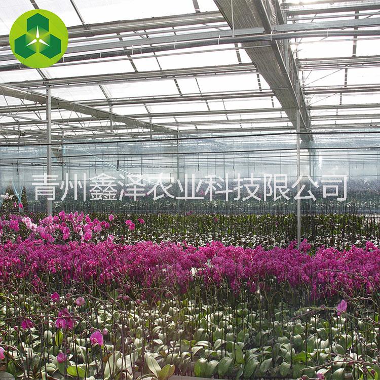 蝴蝶蘭大棚 蘭花種植大棚 江西玻璃溫室 蘭花種植大棚 玻璃溫室大棚