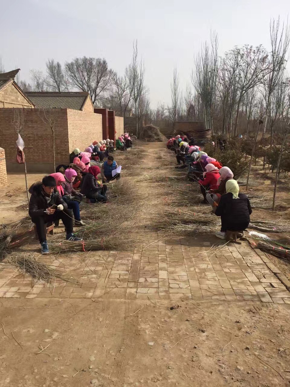 銷售黑枸杞苗 黑枸杞苗子