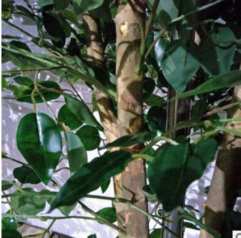 廣州榕樹(shù)植物盆景廠家直銷(xiāo)  廣東榕樹(shù)盆栽報(bào)價(jià) 廣州仿真榕樹(shù)供貨商 榕樹(shù)植物盆景廠家