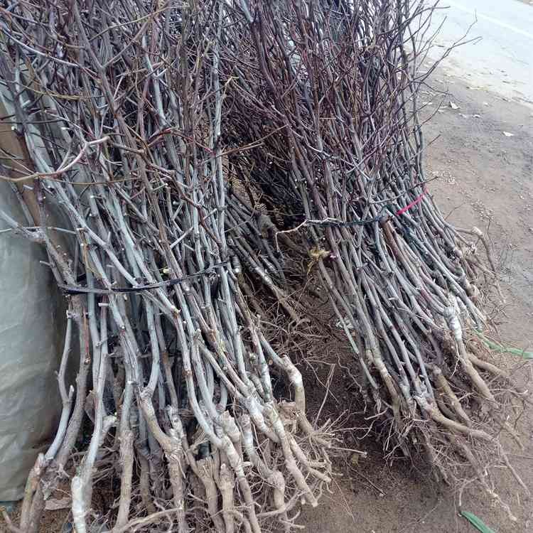 山東冬棗樹苗價格