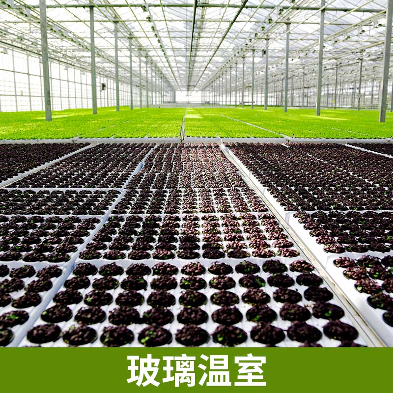 鑫澤農(nóng)業(yè)廠家直銷優(yōu)質(zhì)專業(yè)智能玻璃溫室