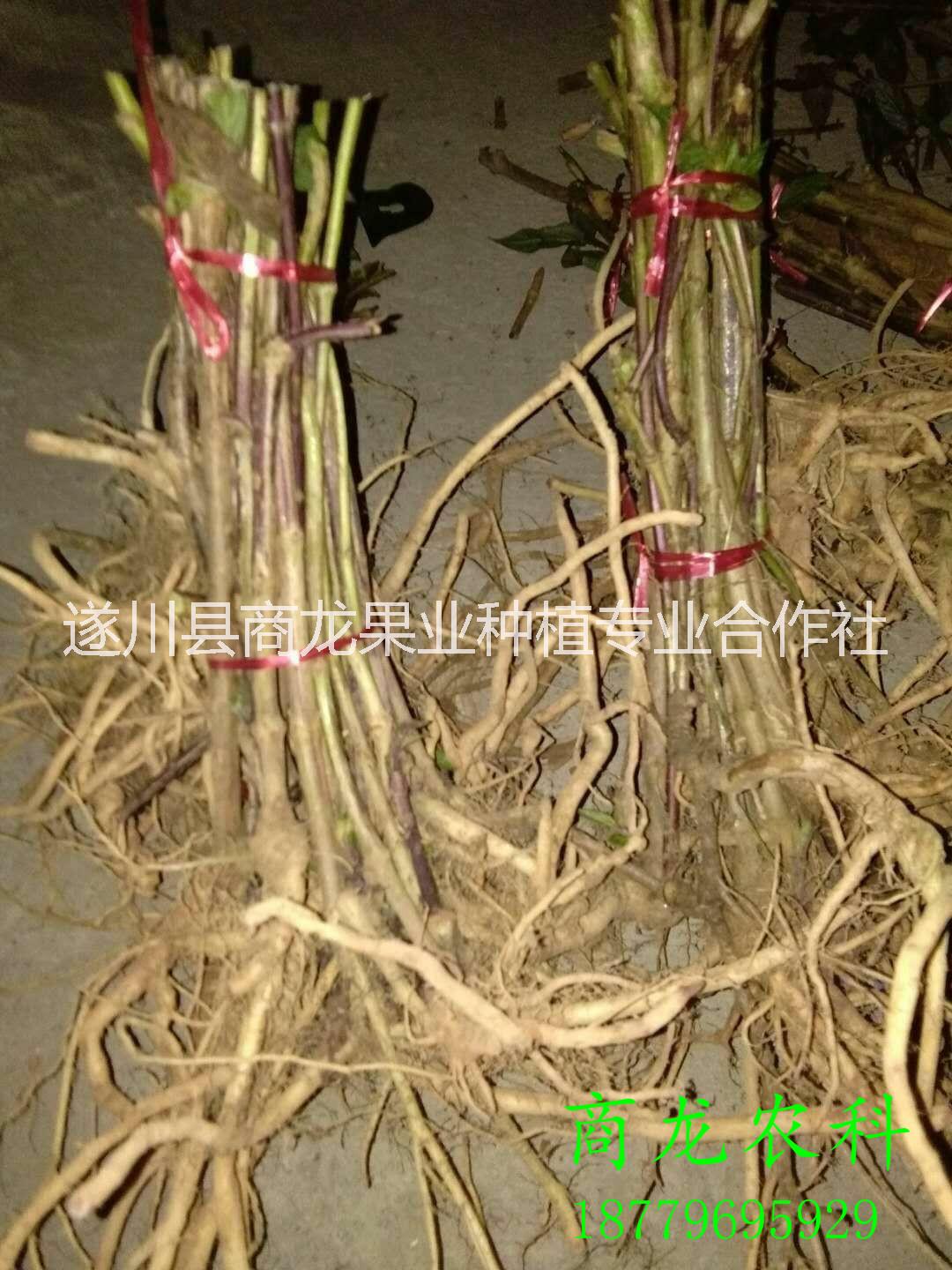 供應(yīng)2018新寵蜘蛛果種苗