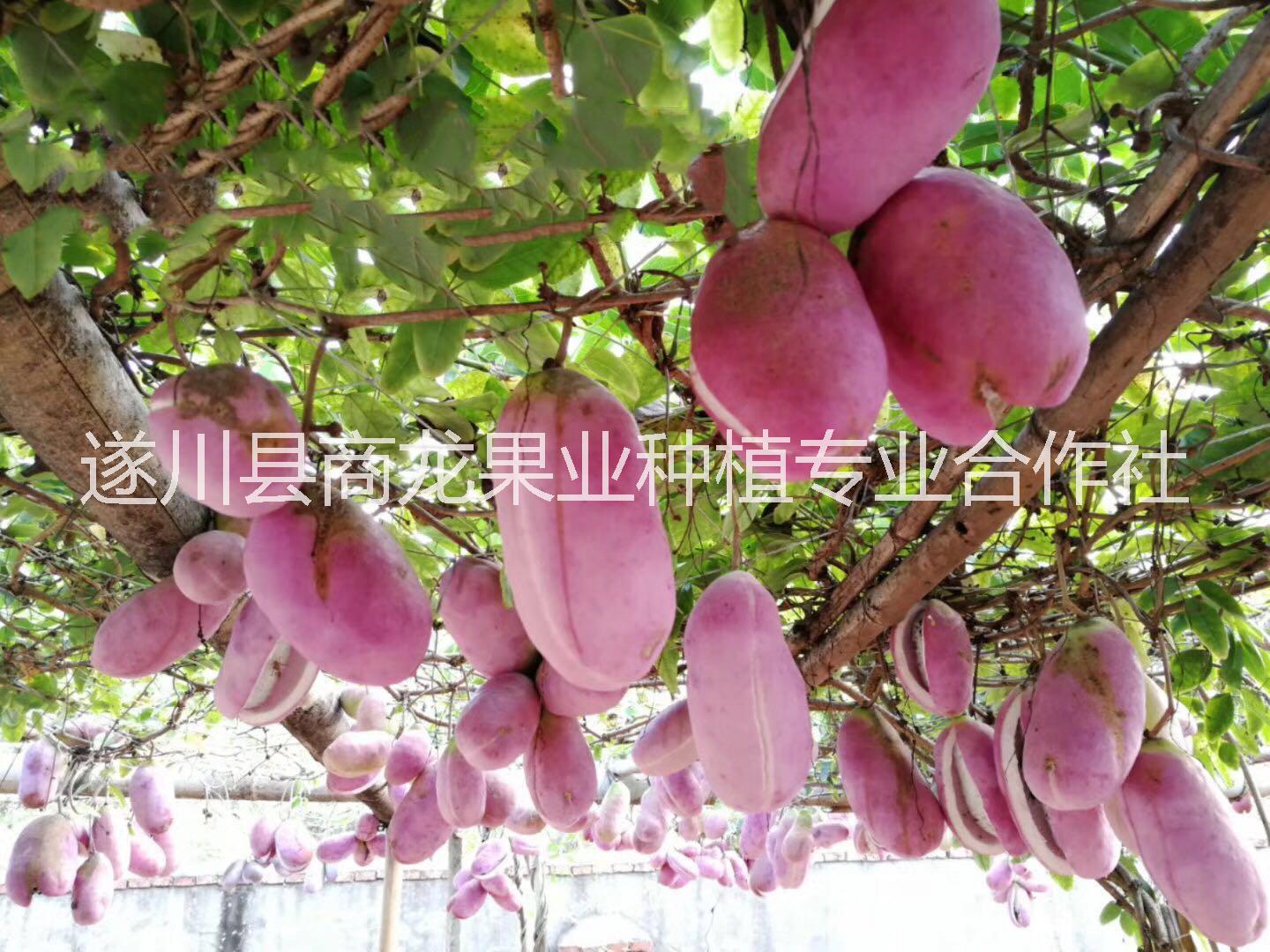 遂川商龍八月瓜價(jià)格 八月瓜種子 八月瓜種苗 八月瓜