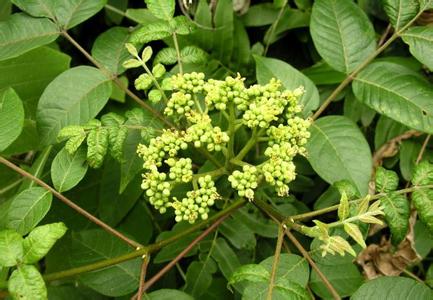 中花吳茱萸苗 吳茱萸苗