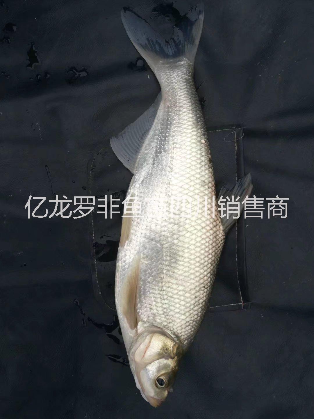 良種翹殼 優(yōu)質(zhì)良種翹殼（翹嘴）水花