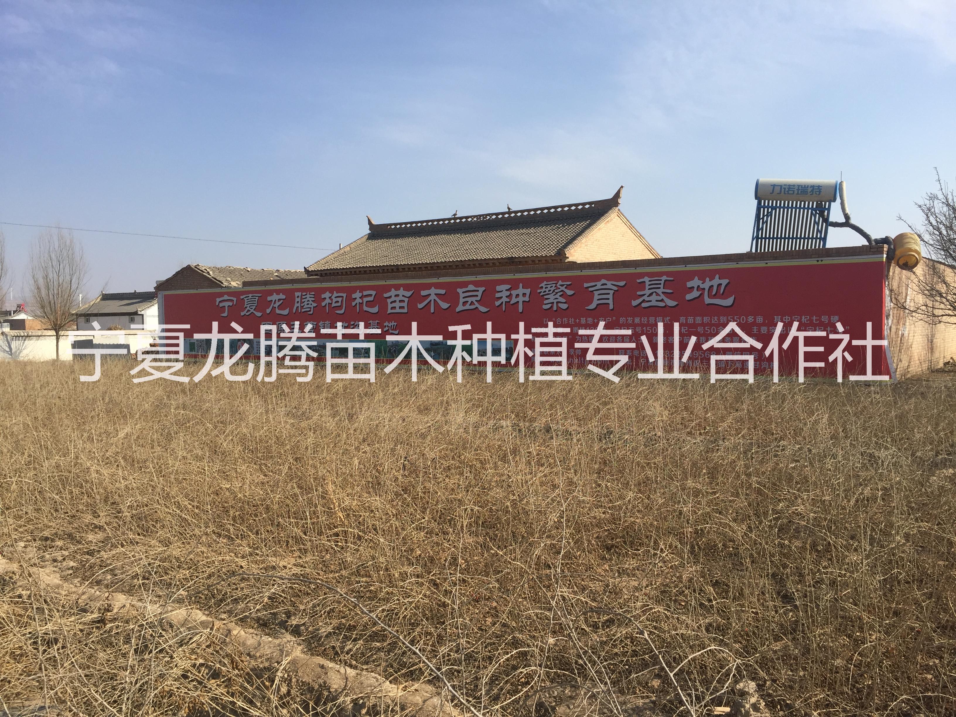 紅枸杞品種枸杞苗一號(hào) 五號(hào) 7號(hào) 枸杞苗批發(fā)