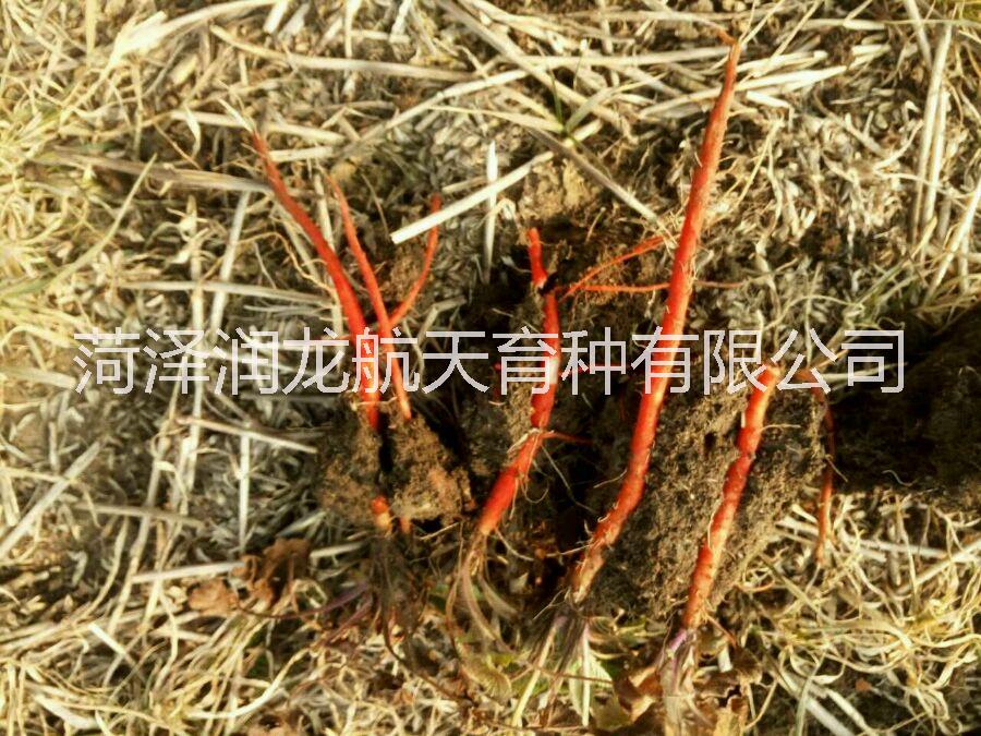 航天丹參種子-丹參種子-山東丹參