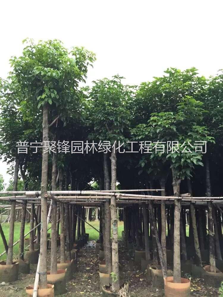 秋楓10-11公分_秋楓10-11公基地直銷_秋楓10-11公產(chǎn)地供應(yīng)_秋楓10-11公批發(fā)價(jià)格