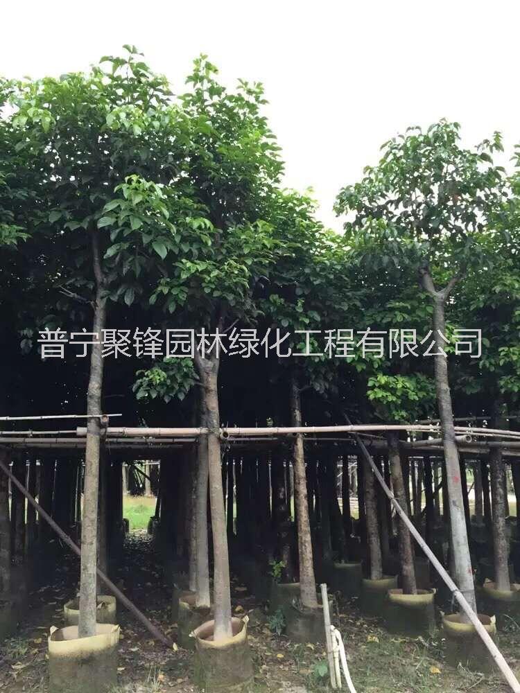 秋楓10-11公分_秋楓10-11公基地直銷_秋楓10-11公產(chǎn)地供應(yīng)_秋楓10-11公批發(fā)價(jià)格