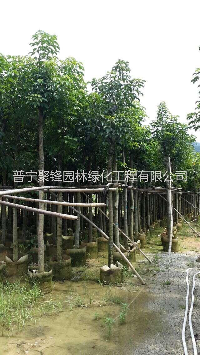 秋楓8-9公分_秋楓8-9公基地直銷_秋楓8-9公產(chǎn)地供應(yīng)_秋楓8-9公批發(fā)價(jià)格