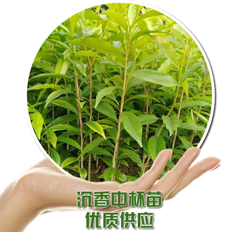 沉香中杯苗 化州優(yōu)質(zhì)沉香樹苗基地直銷批發(fā) 風(fēng)景樹苗 綠化景觀 規(guī)格齊全 化州沉香中杯苗