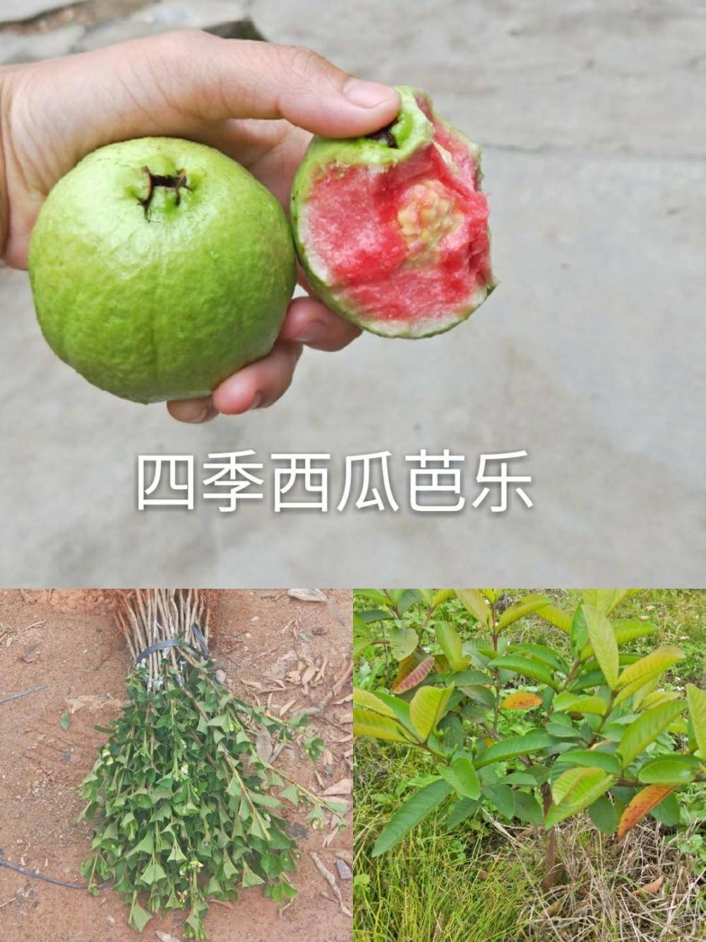 南寧基地供應(yīng)番石榴西瓜巴樂紅寶石苗，品種純潔，價(jià)格合理