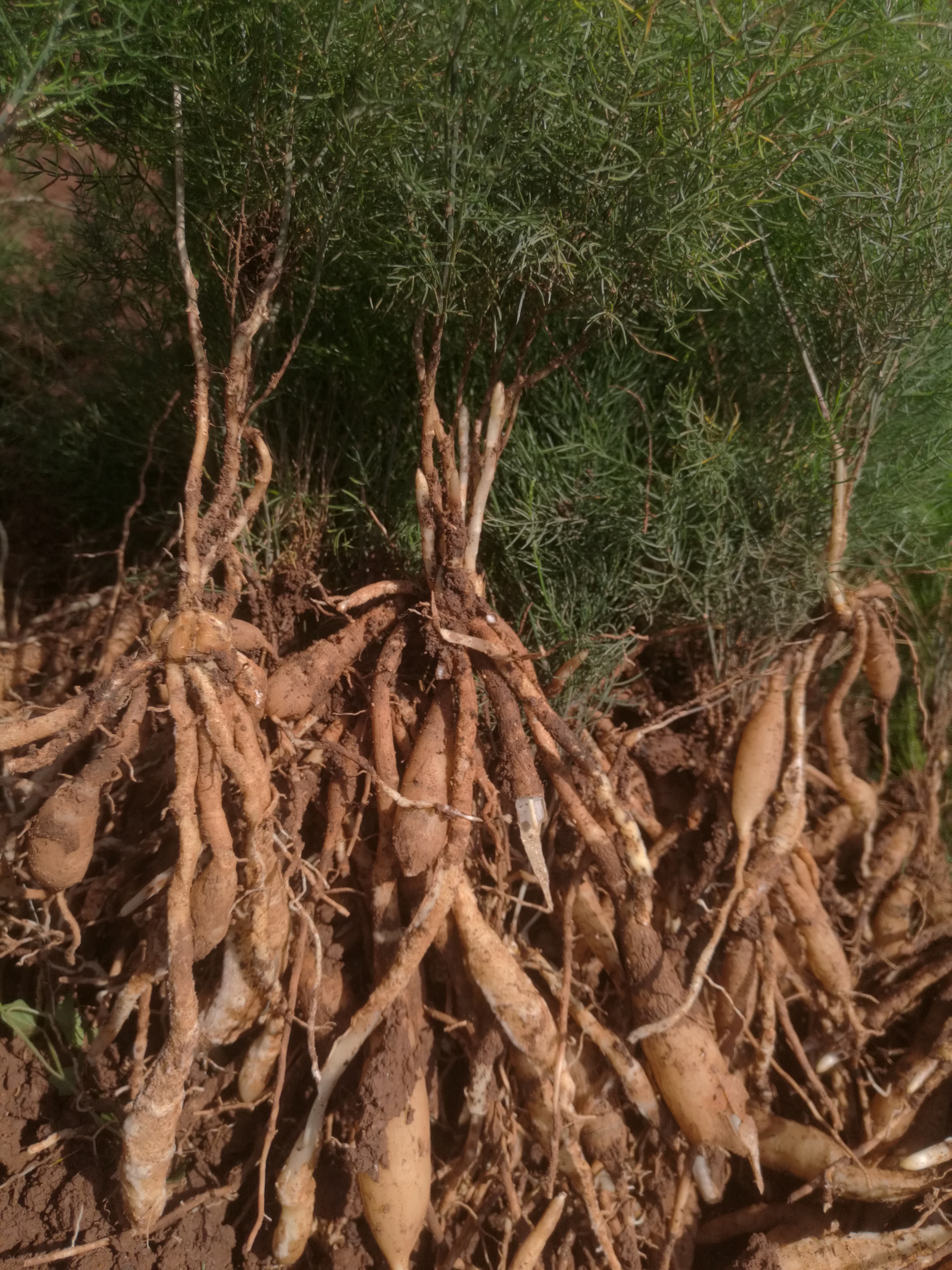 天冬苗云南大天冬苗