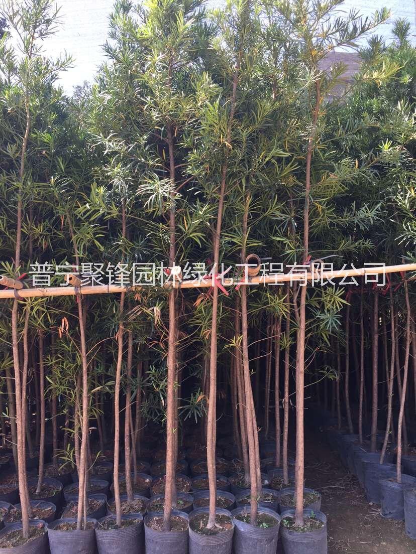 羅漢松1公分胸徑_羅漢松基地直銷_羅漢松價(jià)格_羅漢松批發(fā)_羅漢松粵東哪家好價(jià)格便宜
