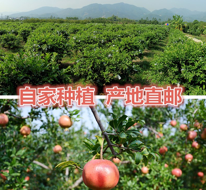 軟籽石榴有什么好 *石榴好賣么 適合送禮的水果 石榴樹種植方法 買石榴  軟籽石榴樹種植方法 軟籽石榴