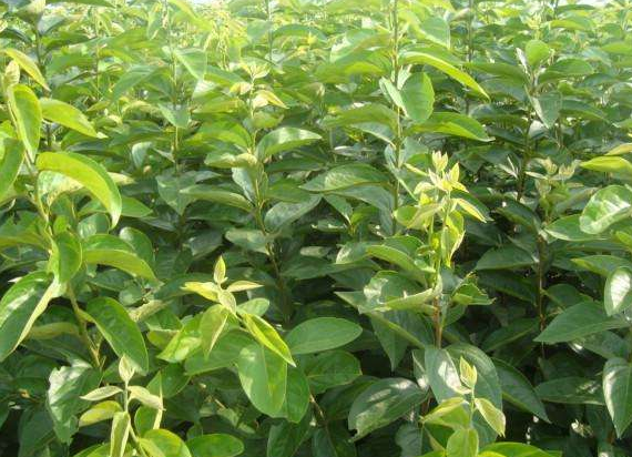 秋月丑梨供應(yīng)秋月丑梨供應(yīng)商 秋月丑梨專賣店 秋月丑梨售賣  秋月丑梨苗基地 秋月丑梨基地秋月丑梨批發(fā)秋月丑梨售賣