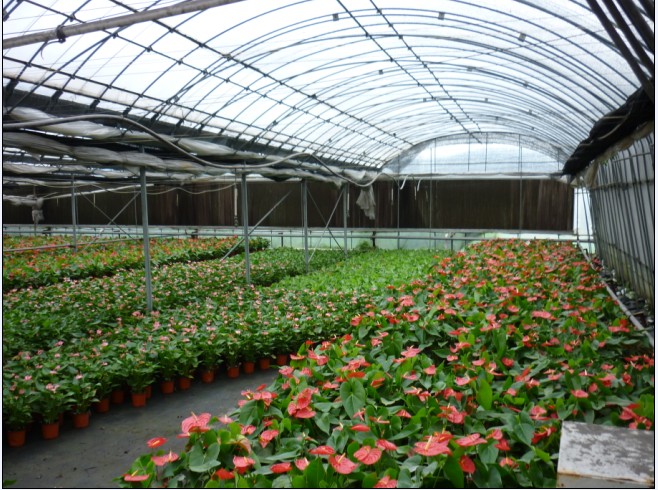 供應(yīng)45*70幾字鋼骨架 幾字鋼大棚濟(jì)南生產(chǎn)廠家