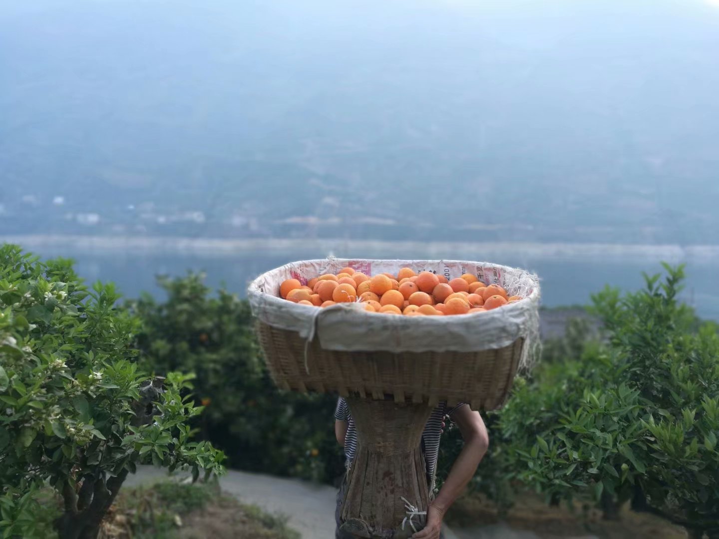 倫晚 夏橙產(chǎn)地直銷