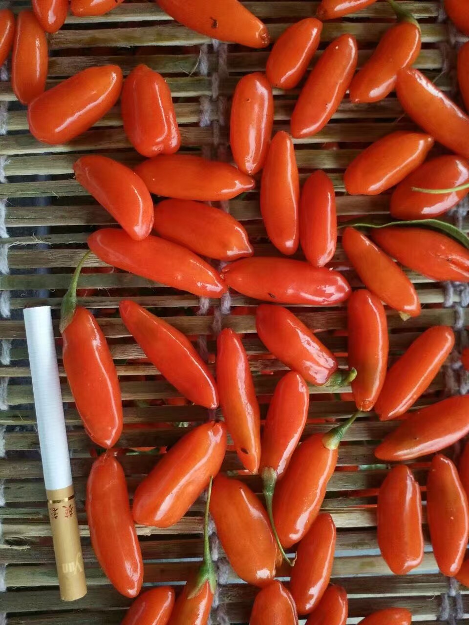 寧夏608枸杞苗批發(fā)銷售 寧夏7號枸杞苗批發(fā)銷售