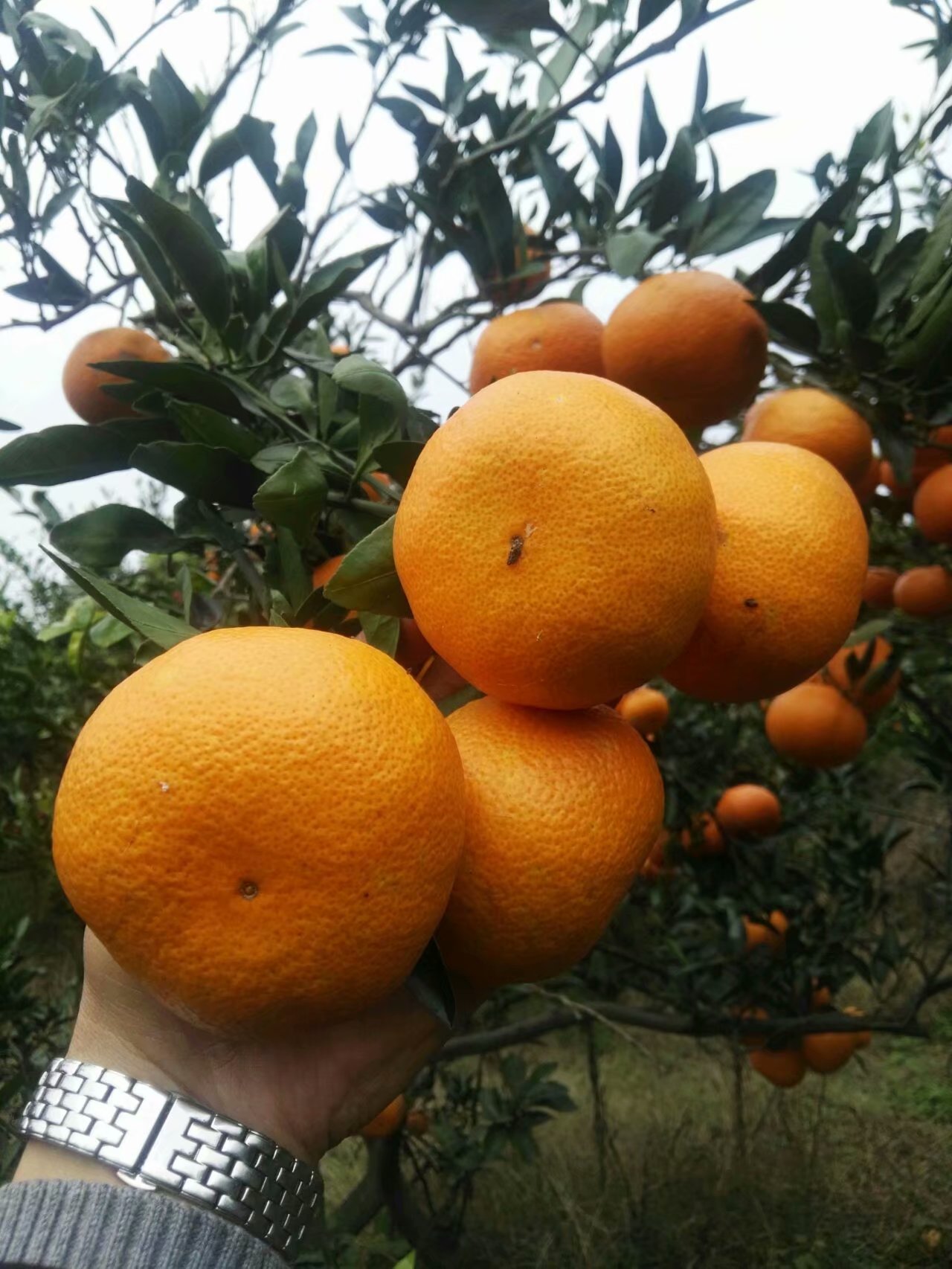 供應(yīng)特早蜜橘/宜昌蜜桔