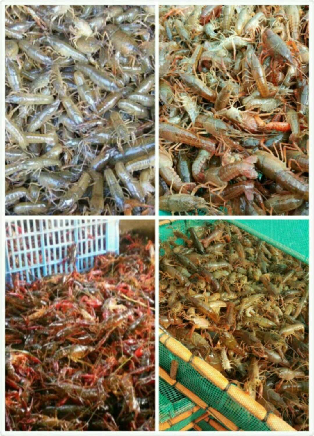 小龍蝦 供應(yīng)小龍蝦苗 蝦苗批發(fā) 江蘇小龍蝦苗價格