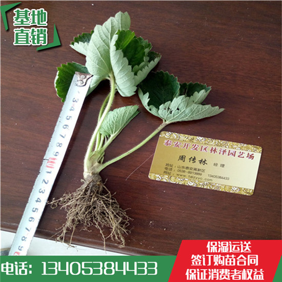 批發(fā)草莓苗：法蘭地草莓苗 章姬草莓苗  紅顏草莓苗 甜查理草莓苗 甜寶草莓苗