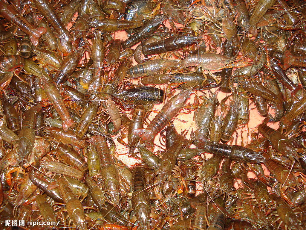 淡水龍蝦苗@供應(yīng)小龍蝦種苗@天然生態(tài)養(yǎng)殖蝦苗@提供養(yǎng)殖技術(shù)