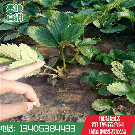 批發(fā)草莓苗：法蘭地草莓苗 章姬草莓苗  紅顏草莓苗 甜查理草莓苗 甜寶草莓苗