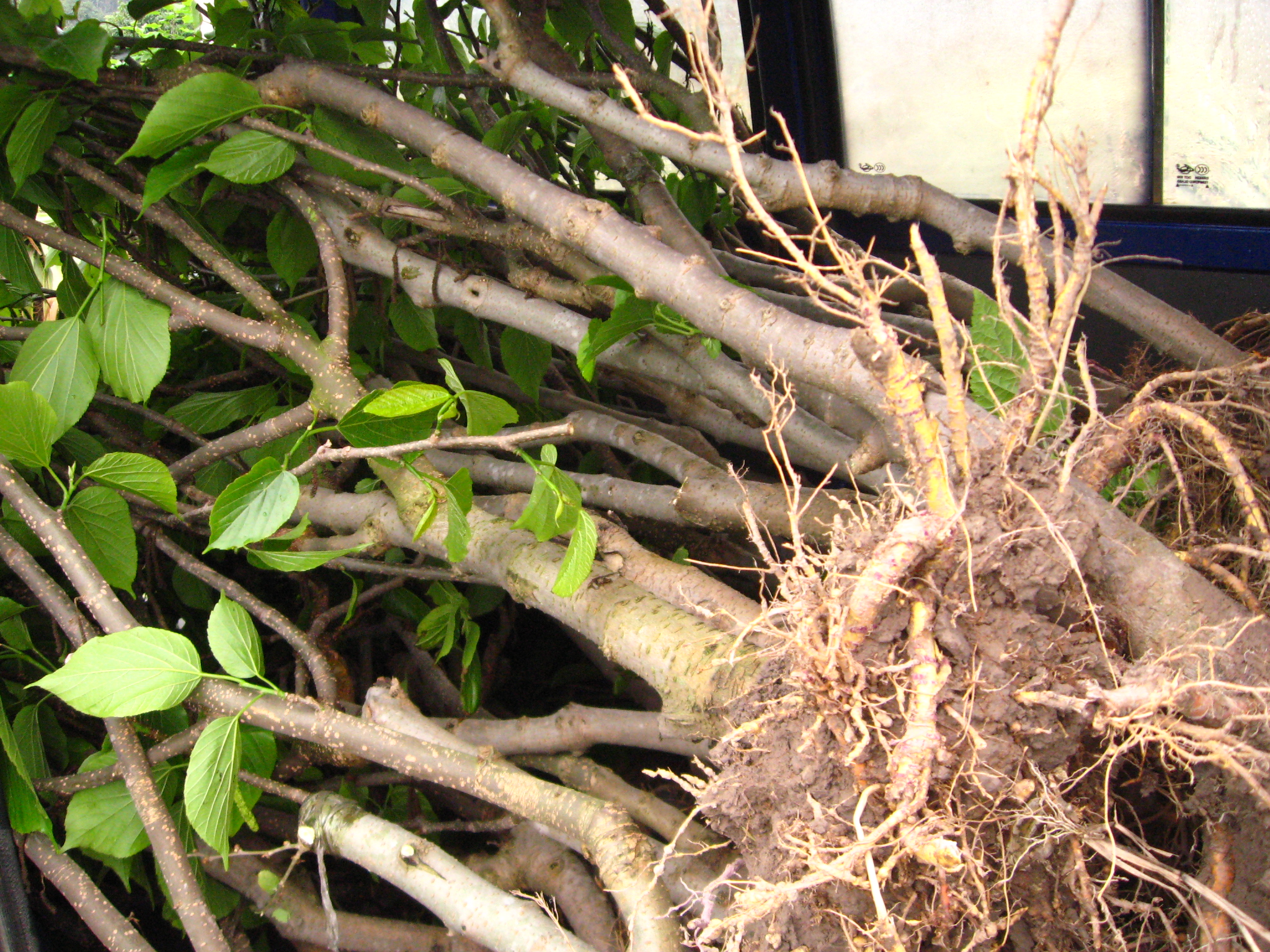 開發(fā)種植長果桑苗的九大優(yōu)勢 長果桑苗. 長果桑苗 桑葚苗
