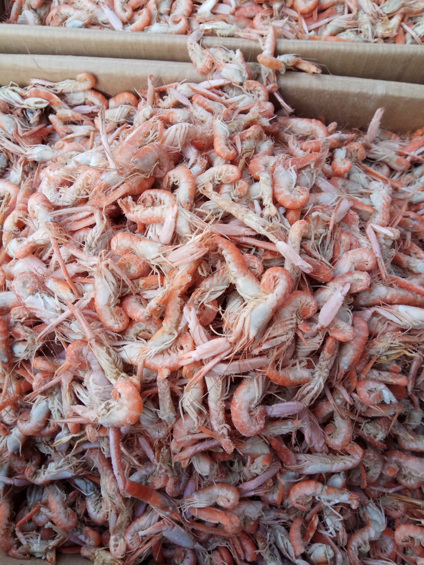 狗蝦。爪蝦。