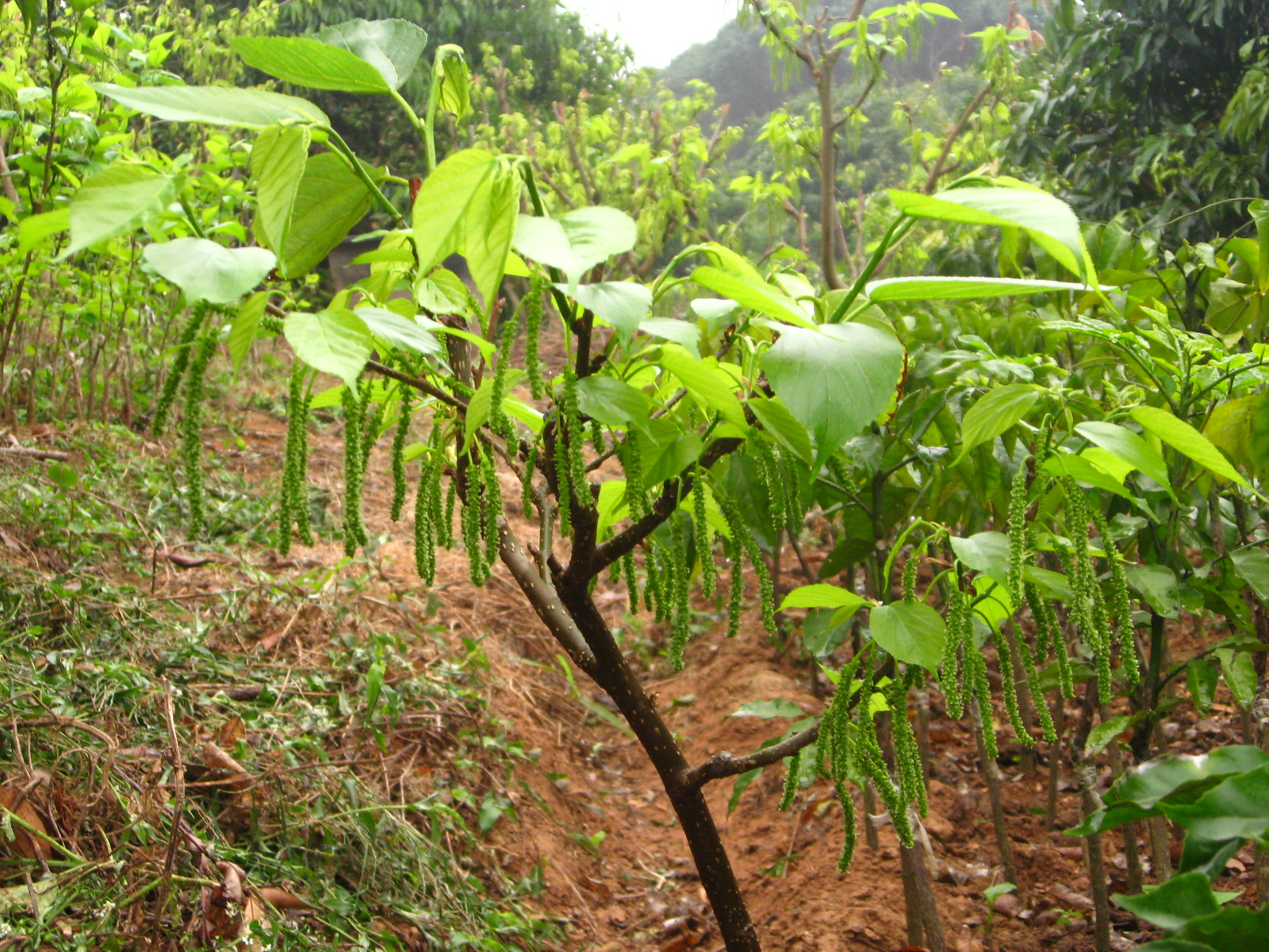 開發(fā)種植長果桑苗的九大優(yōu)勢 長果桑苗. 長果桑苗 桑葚苗