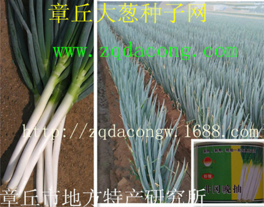 日本晚抽大蔥種子高產(chǎn)新品種 井岡晚抽 井岡一本 長寶天光 日本鋼蔥種子 日本鐵桿大蔥種子