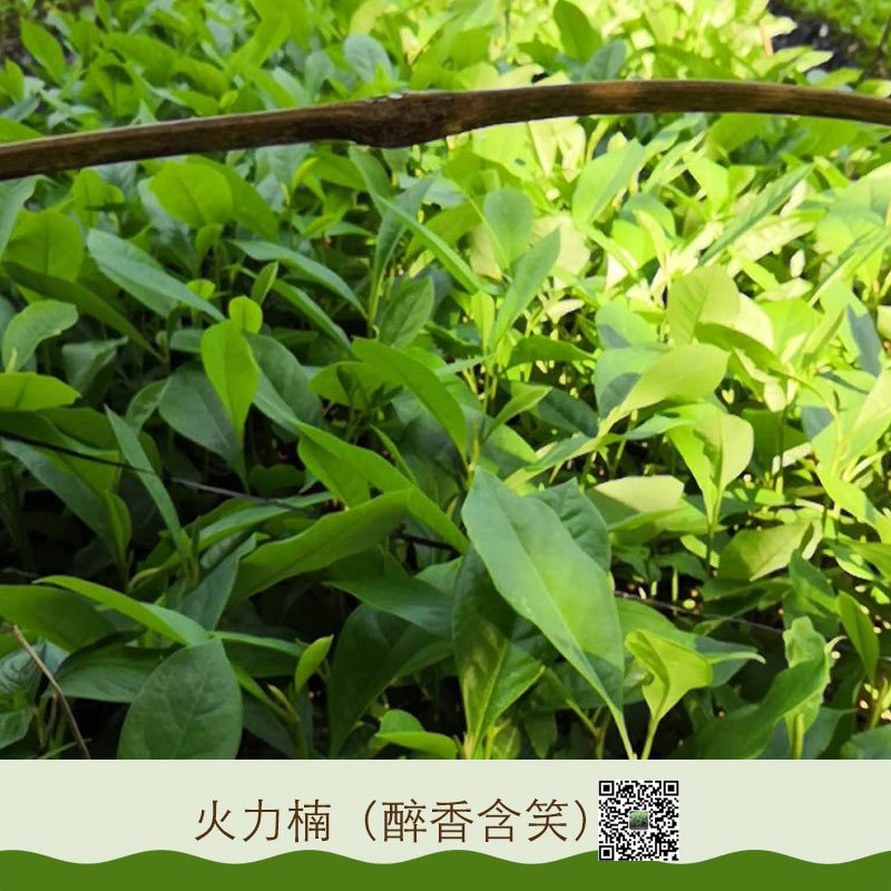 大量供應(yīng)火力楠苗木  醉香含笑基地直銷 優(yōu)質(zhì)樹苗 火力楠 醉香含笑 質(zhì)量優(yōu)