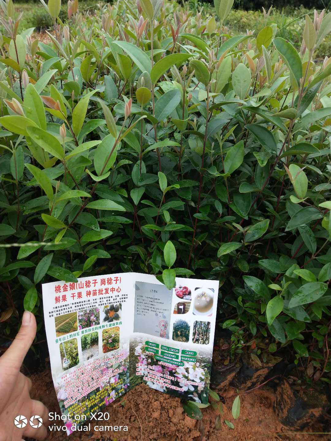 稔子樹 念子苗 桃金娘苗 崗稔苗  稔子苗