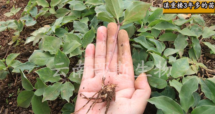 云南滇重樓多芽種苗提供種植育苗技術(shù)
