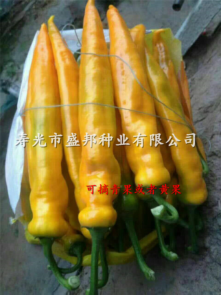 大果尖椒苗 黃皮尖椒苗 轉(zhuǎn)紅辣椒苗 青椒苗