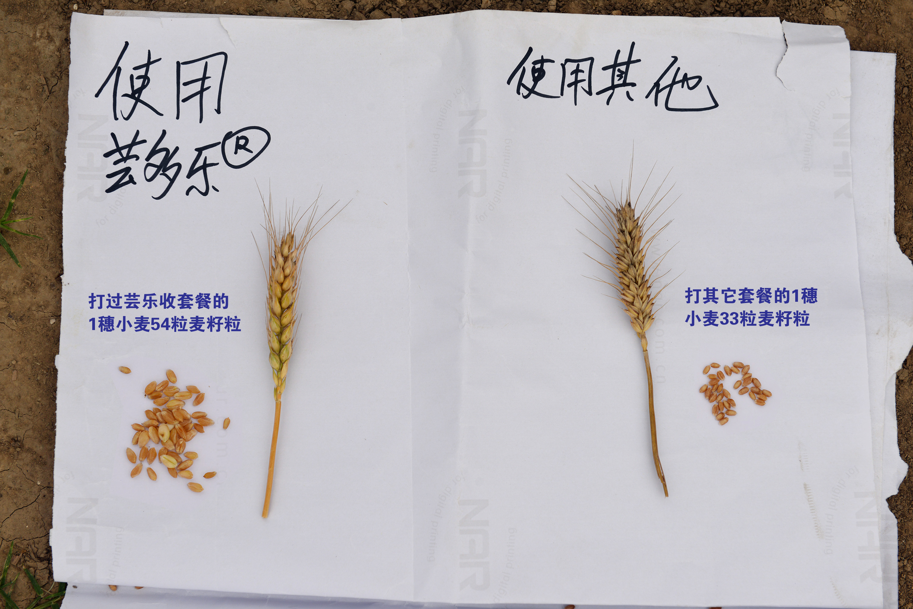 蕓多樂高蕓多樂高產(chǎn)套餐 廣譜適用任何作物高產(chǎn)