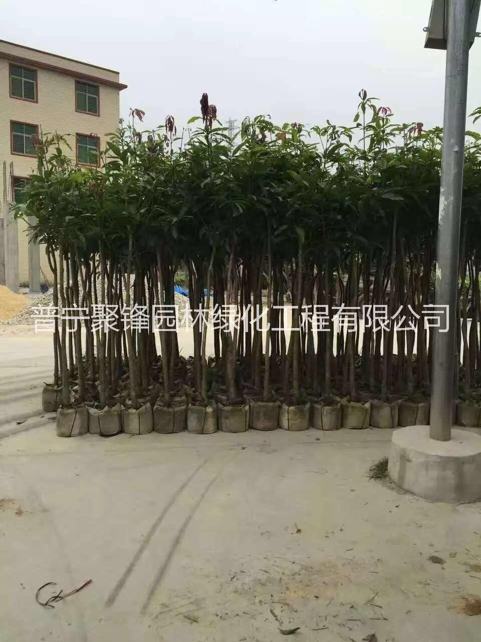 普寧芒果樹_芒果苗_芒果樹苗種植基地_芒果樹苗批發(fā)價(jià)格_揭陽(yáng)普寧芒果樹苗哪家好_揭陽(yáng)普寧哪里有賣芒果樹苗