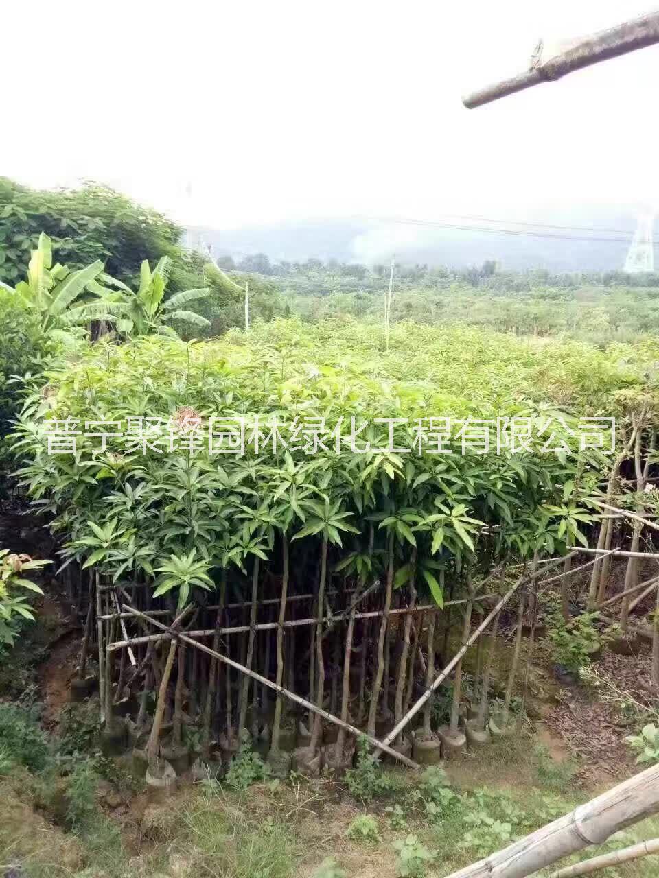 普寧芒果樹_芒果苗_芒果樹苗種植基地_芒果樹苗批發(fā)價(jià)格_揭陽(yáng)普寧芒果樹苗哪家好_揭陽(yáng)普寧哪里有賣芒果樹苗