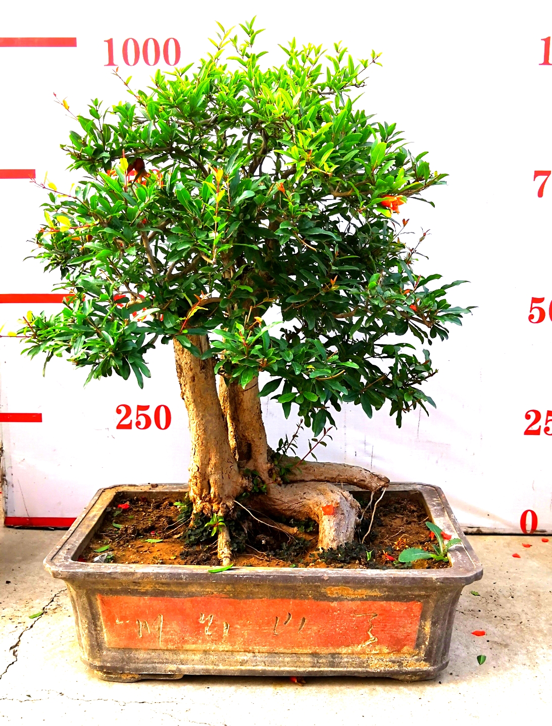 石榴盆景  石榴樹盆景，石榴古樹  石榴盆景制作技術(shù)