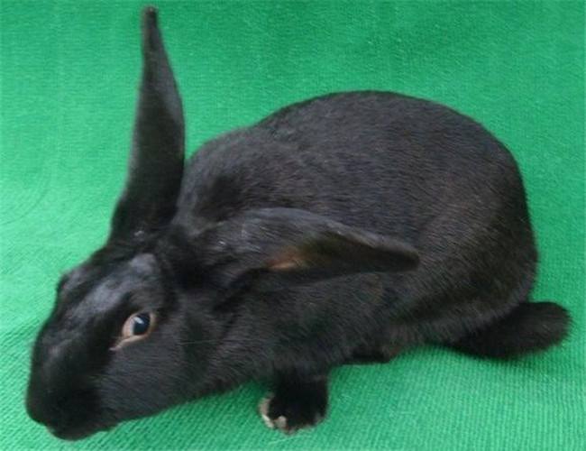 優(yōu)質(zhì)連山黑種兔 供應(yīng)連山黑種兔  連山黑種兔批發(fā)  連山黑兔直銷