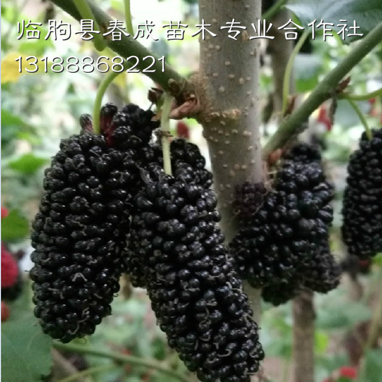 果桑（桑葚）白果病怎么防治